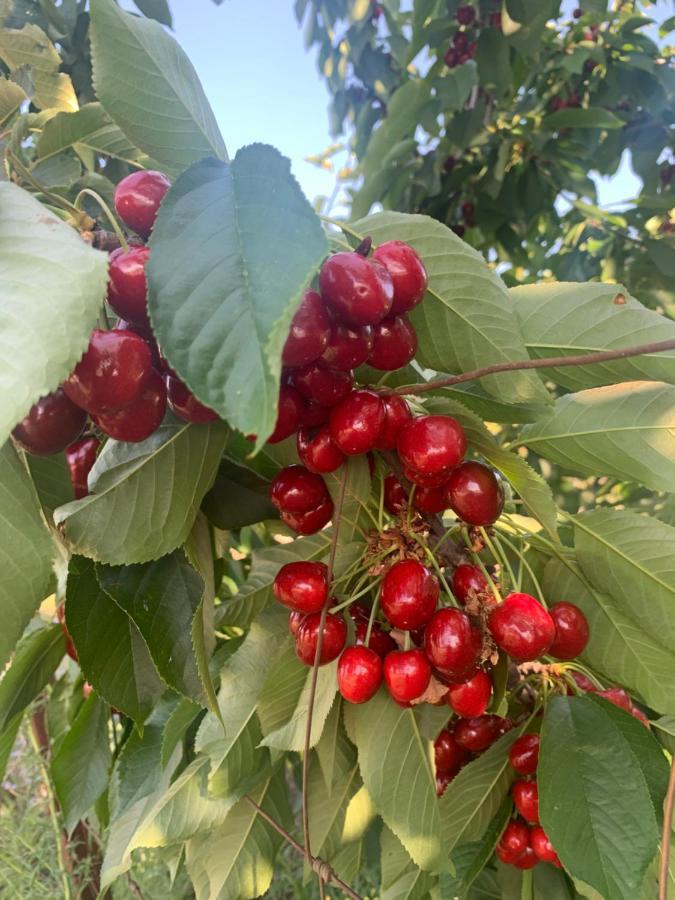 Apartamentos Turisticos Huerto El Horno Torremenga Dış mekan fotoğraf